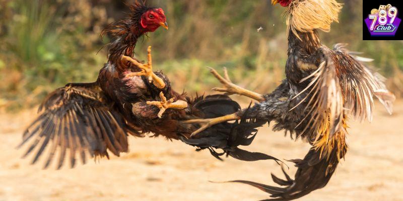 Các kỹ thuật cơ bản giúp đá gà hiệu quả