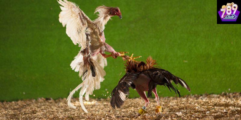 Hiểu đúng về đá gà hiệu quả trong cá cược trực tuyến
