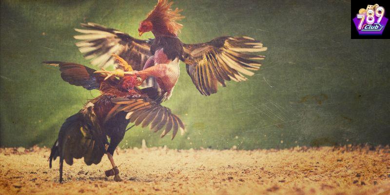 Kinh nghiệm thực tiễn giúp đá gà hiệu quả
